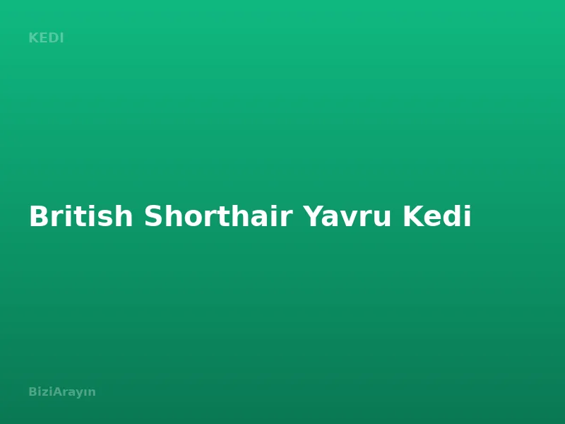 British Shorthair Yavru Kedi