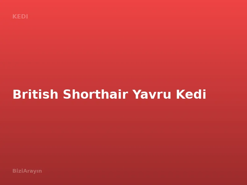 British Shorthair Yavru Kedi