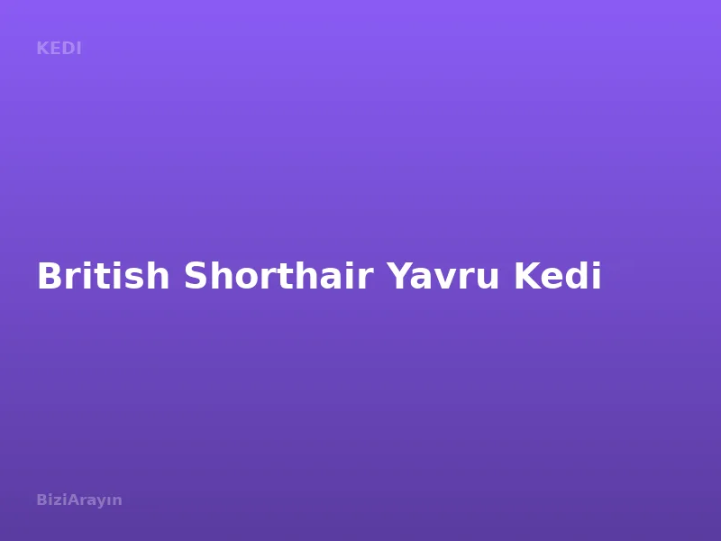 British Shorthair Yavru Kedi