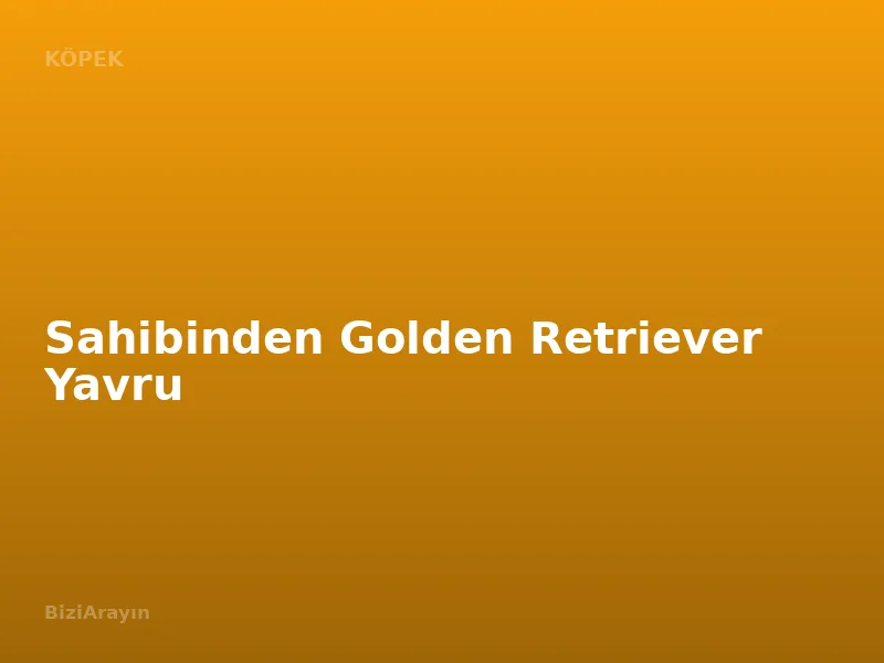 Sahibinden Golden Retriever Yavru