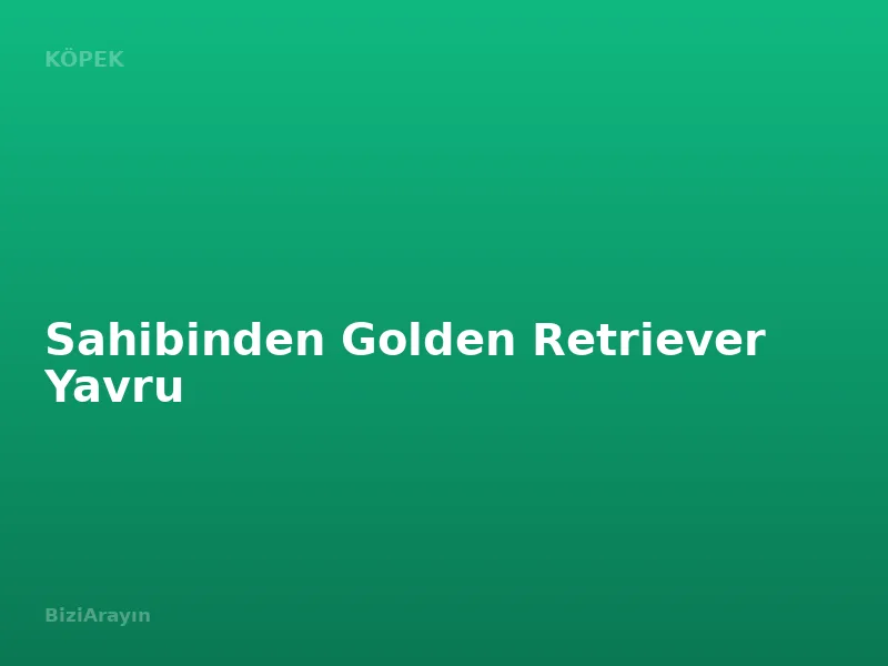 Sahibinden Golden Retriever Yavru